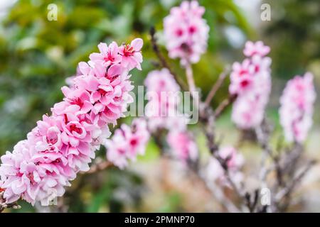 de magnifiques fleurs roses provenant d'un arbuste de pêche dans un jardin au printemps Banque D'Images