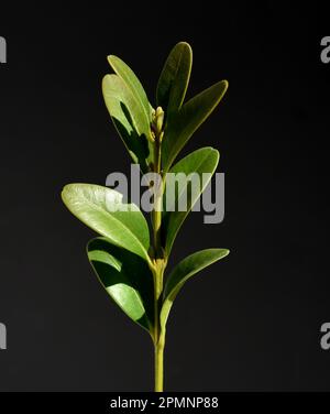 Buchsbaum, Buxus sempervirens ist ein immergruener Busch und gilt auch als gute Heilpflanze. Buxus sempervirens est un buisson vert et est un Banque D'Images