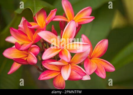 Gros plan d'un groupe de fleurs de plumeria multicolores roses et jaunes (Frangipani); Paia, Maui, Hawaii, États-Unis d'Amérique Banque D'Images