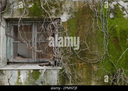 Vieux mur avec de la mousse et des vignes fanées emmêlées sur la fenêtre cassée d'une maison abandonnée. Banque D'Images