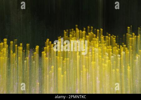 Couleur jaune flou de mouvement souillé sur les fleurs de printemps comme des traits de peinture abstraits. Mouvement intentionnel de la caméra paysage impressionniste. Banque D'Images