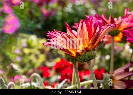 Gazania rigens ou Daisy africaine ou Gazania ou Treasure fleurs gros plan dans différentes couleurs sur un fond flou. Fleurs de jardin Banque D'Images