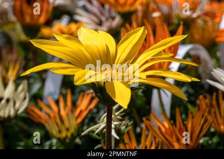 Gazania rigens ou Daisy africaine ou Gazania ou Treasure fleurs gros plan dans différentes couleurs sur un fond flou. Fleurs de jardin Banque D'Images
