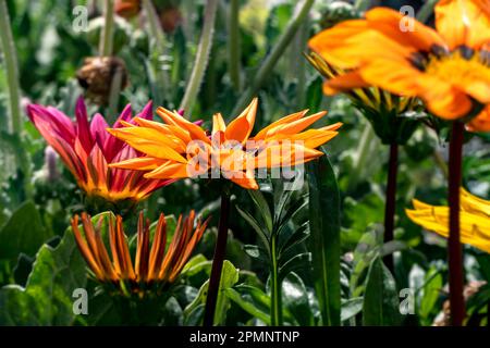 Gazania rigens ou Daisy africaine ou Gazania ou Treasure fleurs gros plan dans différentes couleurs sur un fond flou. Fleurs de jardin Banque D'Images