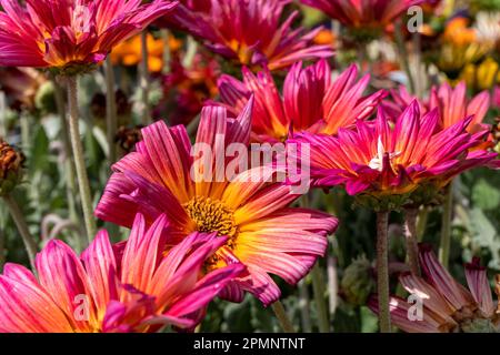 Gazania rigens ou Daisy africaine ou Gazania ou Treasure fleurs gros plan dans différentes couleurs sur un fond flou. Fleurs de jardin Banque D'Images