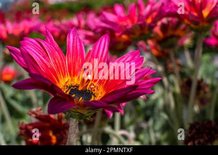 Gazania rigens ou Daisy africaine ou Gazania ou Treasure fleurs gros plan dans différentes couleurs sur un fond flou. Fleurs de jardin Banque D'Images