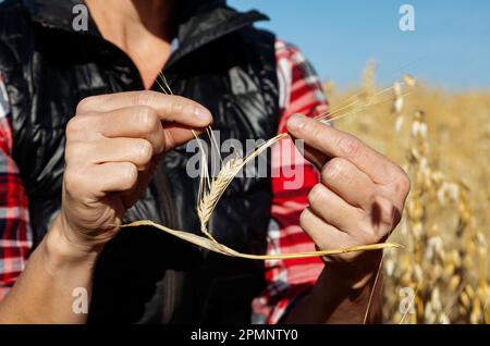 Gros plan des mains d'une femme de ferme mature constatant des dommages à l'ergot lors de l'inspection des têtes d'orge mûres dans un champ de culture mixte prêt pour la récolte Banque D'Images