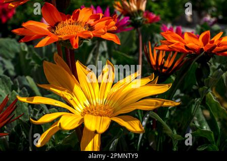 Gazania rigens ou Daisy africaine ou Gazania ou Treasure fleurs gros plan dans différentes couleurs sur un fond flou. Fleurs de jardin Banque D'Images