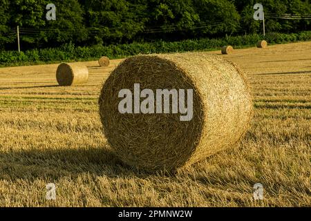 Gros plan de balles de paille rondes enroulées sur un champ de blé doré à grains céréaliers autour de Rockbourne, près de Salisbury ; Wiltshire, Angleterre Banque D'Images