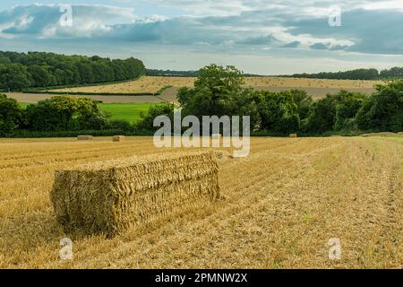 Vue panoramique de la campagne avec des balles rectangulaires de paille qui tisse le grain de céréales doré récolté, les champs de blé autour de Rockbourne, près de Salisbu... Banque D'Images