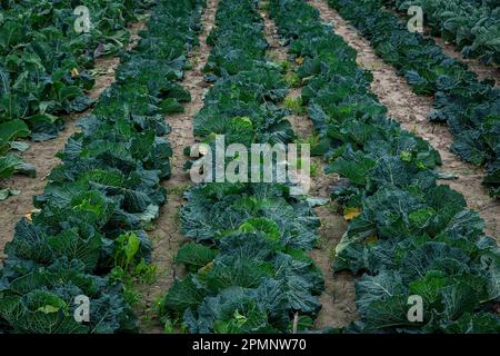 Gros plan de rangées de choux (Brassica oleracea var. Capitata) dans un champ ; Benissanet, Tarragone, Espagne Banque D'Images