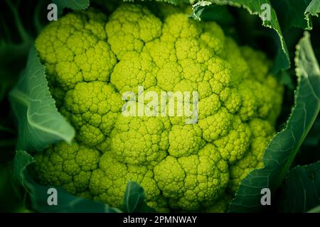 Gros plan d'un chou-fleur vert romanesco (Brassica oleracea) dans un champ ; Benissanet, Tarragone, Espagne Banque D'Images