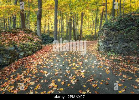 Une scène automnale tranquille avec une route sinueuse bordée de feuilles vibrantes et multicolores Banque D'Images