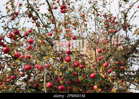 Pommier avec beaucoup de pommes juteuses rouges mûres dans le verger. Temps de récolte en campagne. Apple fruits frais et sains prêts à cueillir à l'automne Banque D'Images