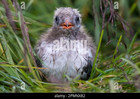 Portrait d'un poussin de sterne arctique (Sterna paradisaea) dans des graminées sur l'île de Flatey, Islande ; Islande Banque D'Images