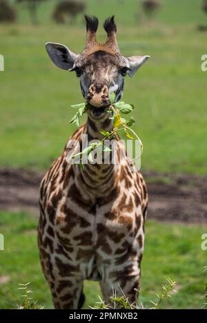 Jeune girafe Masaï (Giraffa camelopardalis tippelskirchi) mangeant une plante dans le parc national du Serengeti, Tanzanie Banque D'Images