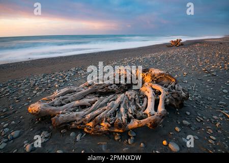 Racines d'un arbre sur Gillespies Beach au coucher du soleil ; Fox Glacier, South Island, Nouvelle-Zélande Banque D'Images