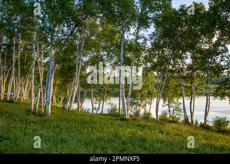 Petit bosquet de bouleau blanc (Betula Papyrifera), également connu sous le nom de bouleau à papier ou bouleau à canot, sur les rives de la côte du Maine au coucher du soleil Banque D'Images