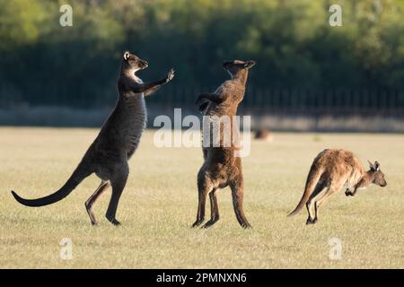 Kangourous (Macropus rufus) sur Kangaroo Island ; Adélaïde, Australie méridionale, Australie Banque D'Images