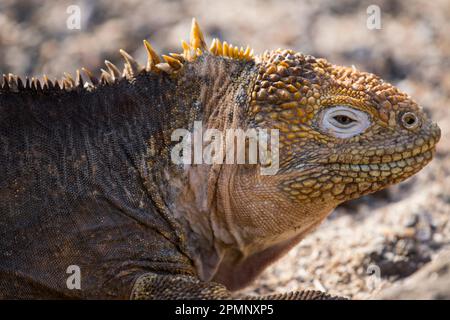 Iguane terrestre des Galapagos (Conolophus subcristatus) sur l'île de Seymour Nord ; îles Galapagos, Équateur Banque D'Images