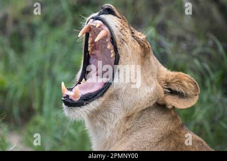 Jeune lion femelle (Panthera leo) bâillant et montrant ses dents canines ; Delta de l'Okavango, Botswana Banque D'Images