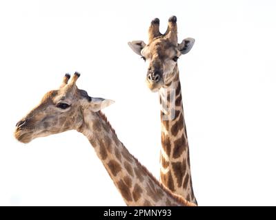 Paire de girafes angolaises (Giraffa giraffa angolensi), également connue sous le nom de girafe namibienne, dans le parc national d'Etosha ; Okaukuejo, Kunene, Namibie Banque D'Images