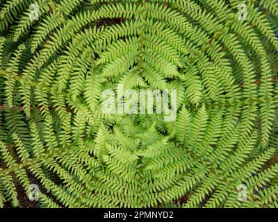 Wheki, une fougère arborée (Dicksonia Squarrosa) endémique des forêts néo-zélandaises ; Hokitika, Île du Sud, Nouvelle-Zélande Banque D'Images