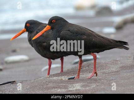Couple d'oiseaux endémiques variables Oystercatcher (Haematopus unicolor) marchent sur une plage ; Greymouth, Île du Sud, Nouvelle-Zélande Banque D'Images