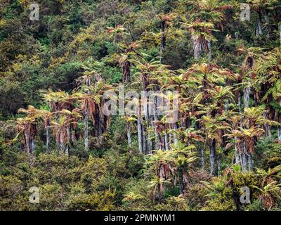 Fougères sauvages endémiques (Dicksonia squarrosa) dans une forêt de l'île du Sud en Nouvelle-Zélande ; Hokitika, Île du Sud, Nouvelle-Zélande Banque D'Images
