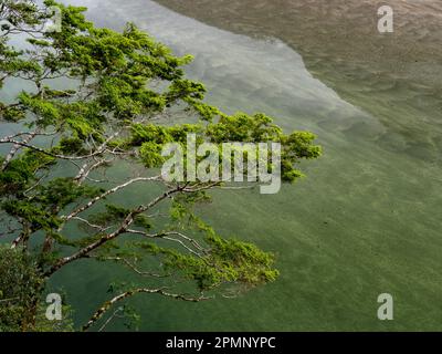 Branches d'un hêtre rouge (Nothofagus fusca) au-dessus des eaux du lac Ada ; Milford Sound, Milford Track, South Island, Nouvelle-Zélande Banque D'Images