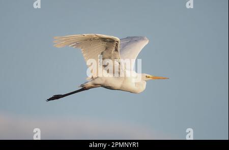 La grande aigrette blanche est une autre espèce d'oiseau colonisant le Royaume-Uni à un rythme assez rapide. Banque D'Images