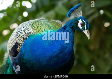 Portrait rapproché d'un paon (Pavo cristatus) ; Jaipur, État du Rajasthan, Inde Banque D'Images