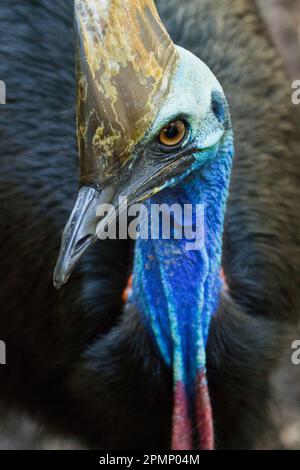 Portrait rapproché d'un casoar du Sud (Casuarius Casuarius Casuarius johnsonii), oiseau sans vol ; Australie Banque D'Images