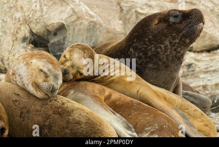 Otaries sud-américaines (Otaria flavescens) en sieste sur 'la Isla de Los Lobos' dans le canal Beagle, Tierra Del Fuego, Argentine Banque D'Images