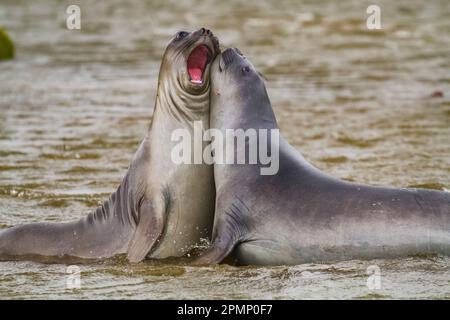 Jeunes éléphants de mer (Mirounga leonina) jouant dans l'océan à Peggotty Bluff sur King Haakon Bay ; île de Géorgie du Sud Banque D'Images