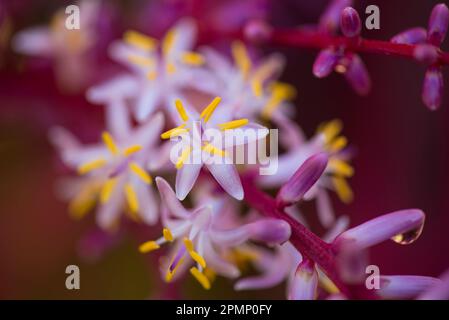 Détail des fleurs de Cordyline terminalis Kunth ; Costa Rica Banque D'Images