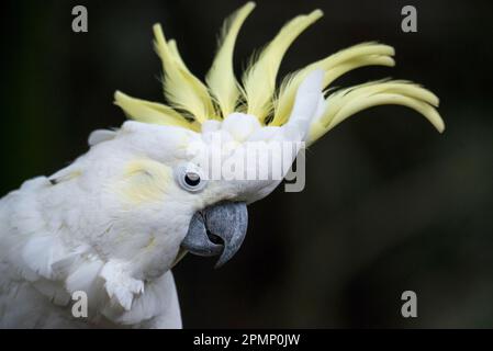 Portrait d'un cacatoès à crête soufrée (Cacatua galerita) ; Port Douglas, Queensland, Australie Banque D'Images