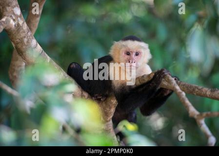 Portrait en gros plan d'un singe capucin à gorge blanche (Cebus capucinus) assis dans un arbre, Parc national Manuel Antonio, Costa Rica ; Costa Rica Banque D'Images