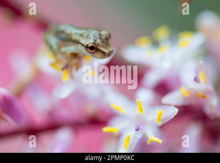 Minuscule grenouille en verre (Centrolenidae sp.) Assis sur une fleur Cordyline terminalis Kunth ; Costa Rica Banque D'Images