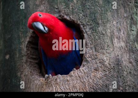 Perroquet Eclectus (Eclectus roratus) femelle dans un nid d'arbre ; Queensland, Australie Banque D'Images