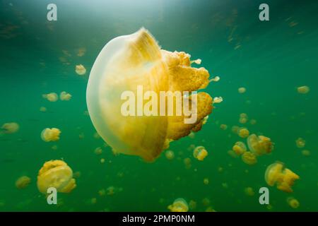 Les méduses dorées flottent dans le lac Jellyfish, un lac d'eau douce sur Palau ; République de Palau Banque D'Images