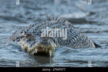 Gros plan d'un crocodile d'eau salée (Crocodylus porosus) montrant ses dents dans la rivière Hunter, Australie occidentale ; région de Kimberley, Australie Banque D'Images