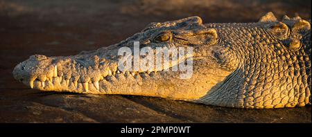 Crocodile d'eau salée (Crocodylus porosus) reposant sa tête sur des rochers sur la rivière King George ; Kimberley, Australie occidentale, Australie Banque D'Images