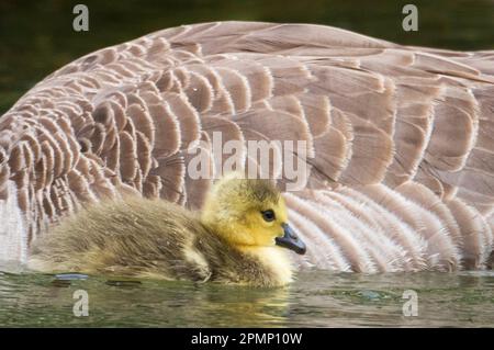 Jeune oie du Canada (Branta canadensis) nageant à côté d'oies adultes ; Nouvelle-Zélande Banque D'Images