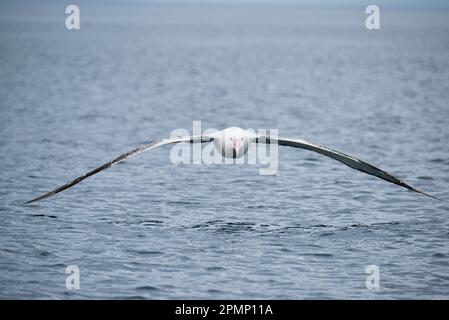Albatros errants (Diomedea exulans), également connu sous le nom d'albatros enneigés ou albatros à ailes blanches, volant bas au-dessus de l'eau près de Kaikoura, New ... Banque D'Images
