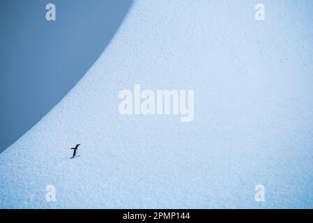 Manchot Gentoo (Pygoscelis papua) sur un iceberg en Antarctique ; Antarctique Banque D'Images