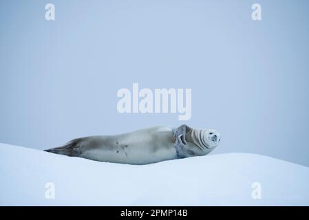 Phoque des crabères (Lobodon carcinophaga) pondant sur la glace en Antarctique ; Antarctique Banque D'Images