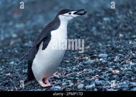 Manchot à jugulaire (Pygoscelis antarcticus) lançant un caillou de sa bouche ; Half Moon Island, Antarctique Banque D'Images