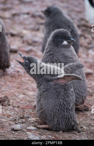 Poussins manchots Adelie (Pygoscelis adeliae) ; Antarctique Banque D'Images