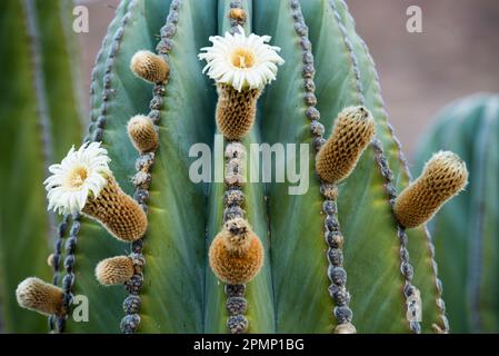 Cactus en fleurs ; basse Californie, Mexique Banque D'Images